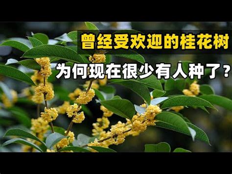 桂花風水五行|桂花風水：化煞旺財妙法